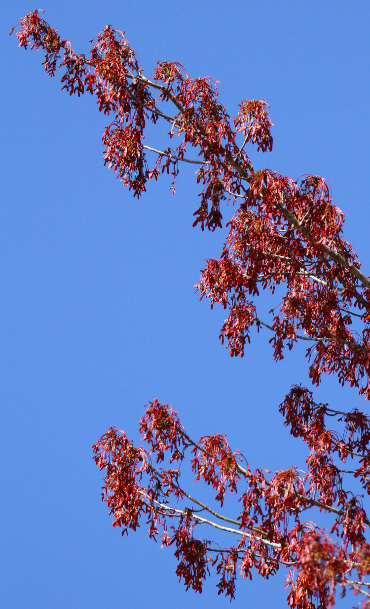 red maple Acer rubrum samaras against clear sky