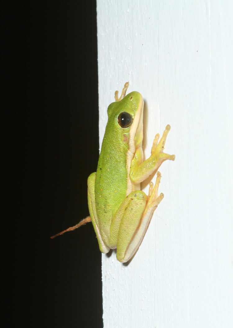 juvenile green treefrog Hyla cinerea clinging to the cornice