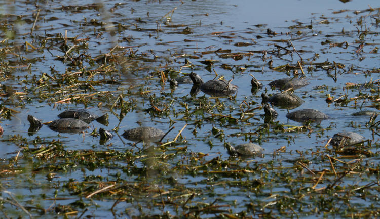 ywllow-bellied sliders Trachemys scripta enjoying the warmth