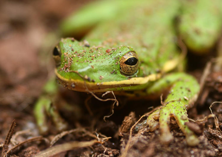 green treefrog Hyla cinerea being irritably patient