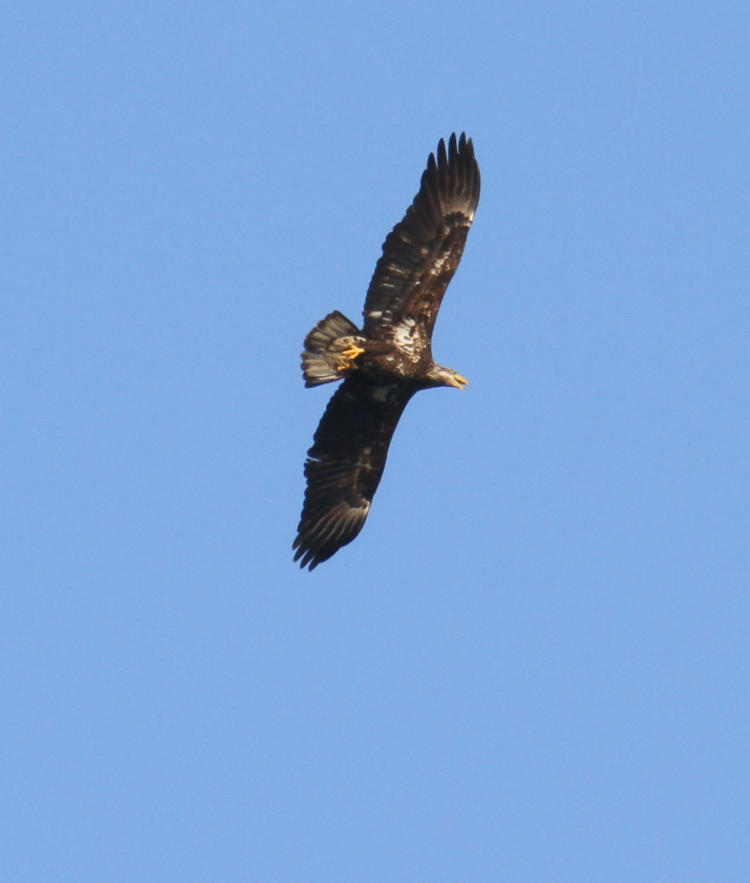 juvenile bald eagle Haliaeetus leucocephalus soaring