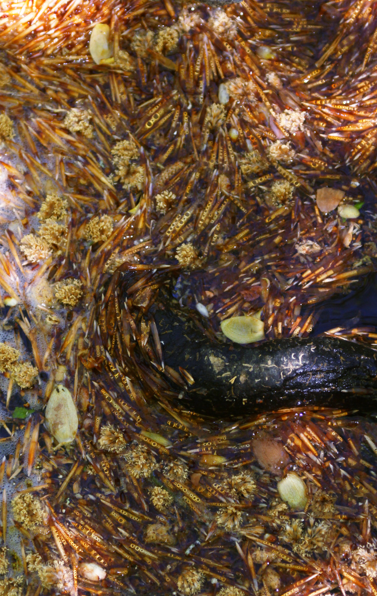 varied vegetative debris on surface of New Hope Creek in Duke Forest