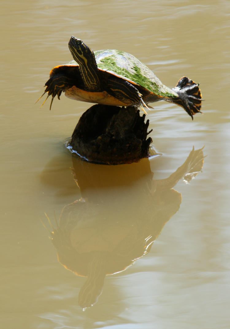 yellow-bellied slider Trachemys scripta scripta showing off the manicure