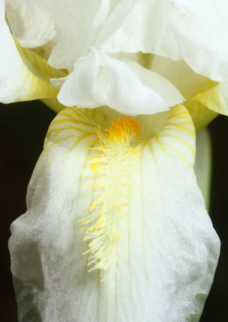 white iris closeup