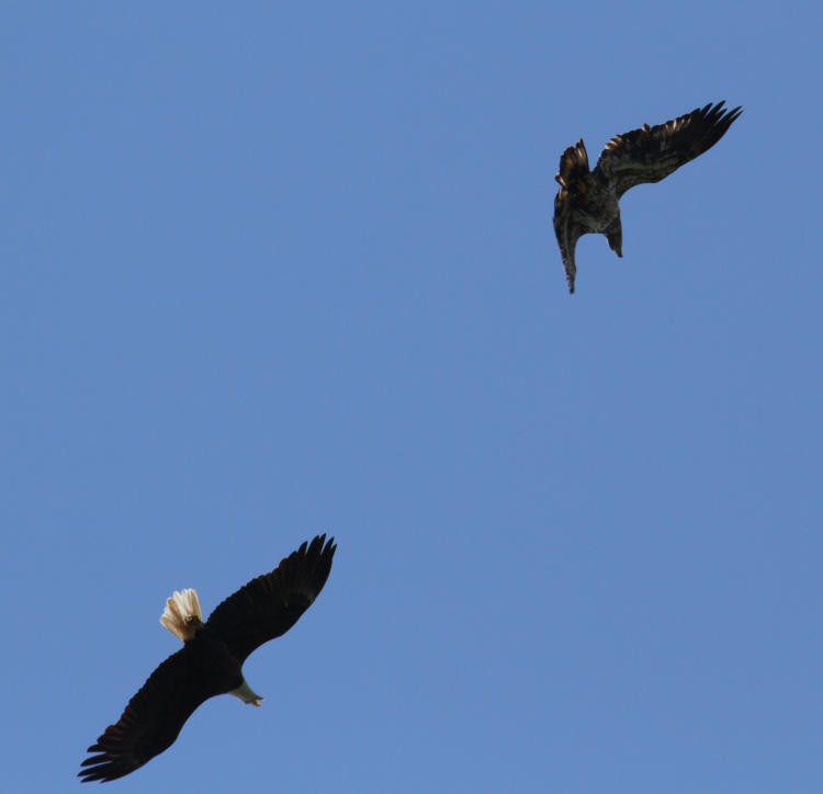 adult and juvenile bald eagles Haliaeetus leucocephalus wheeling together