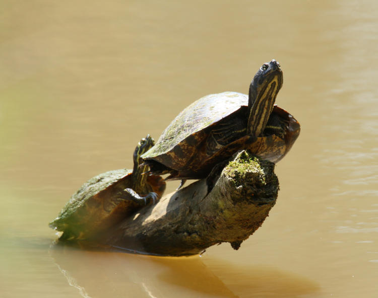 pair of yellow-bellied sliders Trachemys scripta scripta basking on a snag