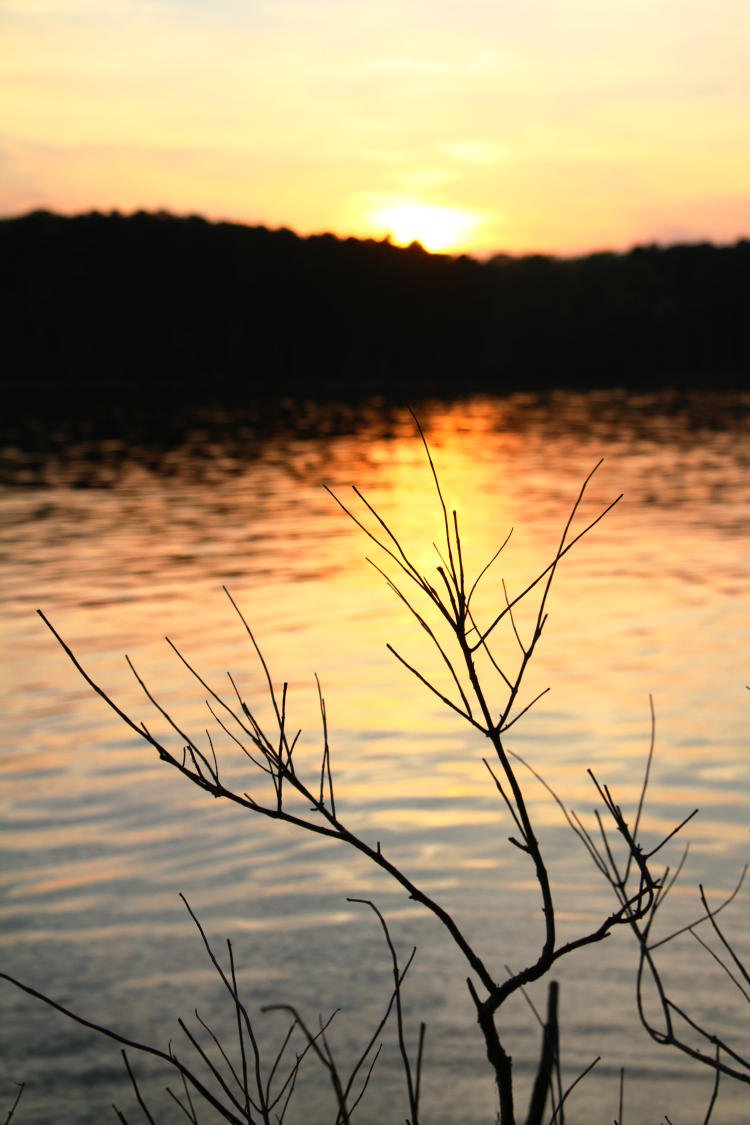 bare sapling in front of sunset over Jordan Lake