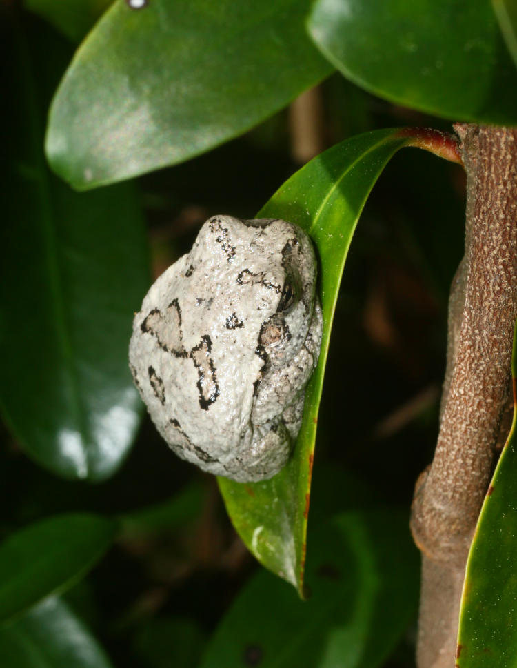 Copes grey freefrog Hyla chrysoscelis tucked in very round