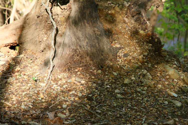 eastern rat snake Pantherophis alleghaniensis peeking from hollow at base of stump