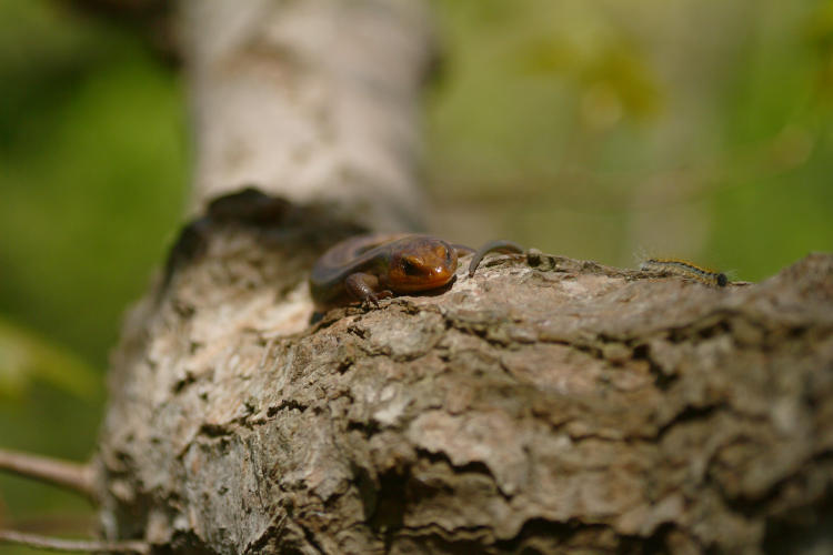 male American five-lined skink Plestiodon fasciatus basking