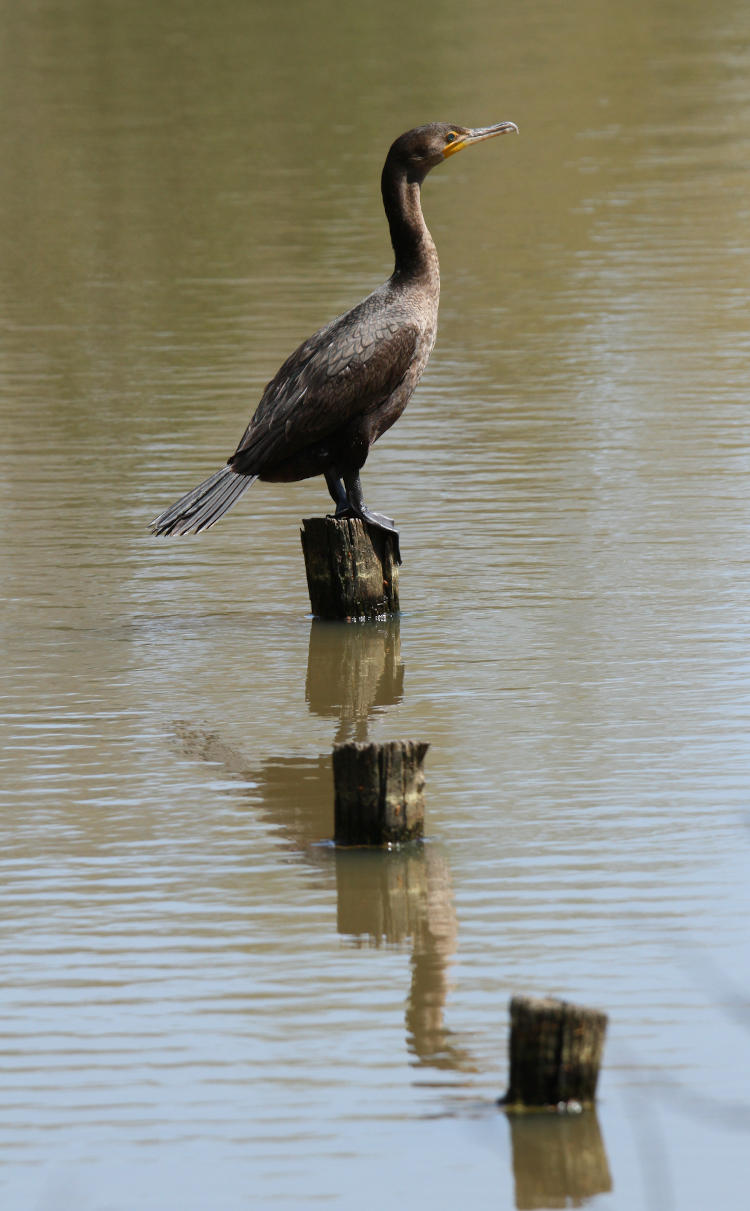 female double-crested cormorant Phalacrocorax auritus perched on old piling