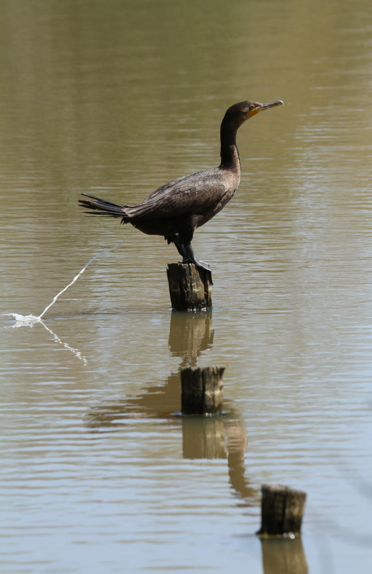 female double-crested cormorant Phalacrocorax auritus defecating purposefully into water