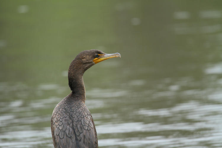 female double-crested cormorant Phalacrocorax auritus in profile