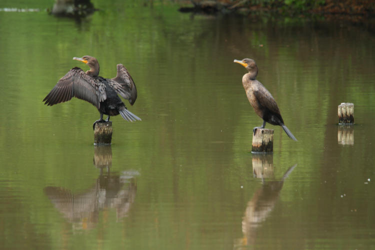 pair of female double-crested cormorants Phalacrocorax auritus on pilings, one drying