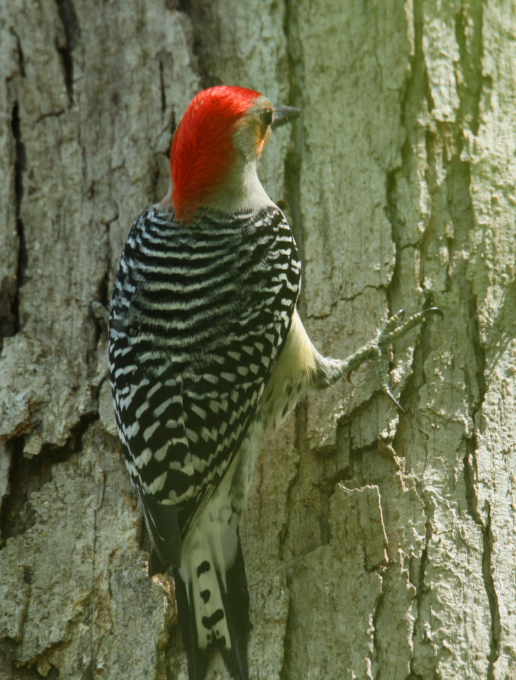 male red-bellied woodpecker Melanerpes carolinus from rear