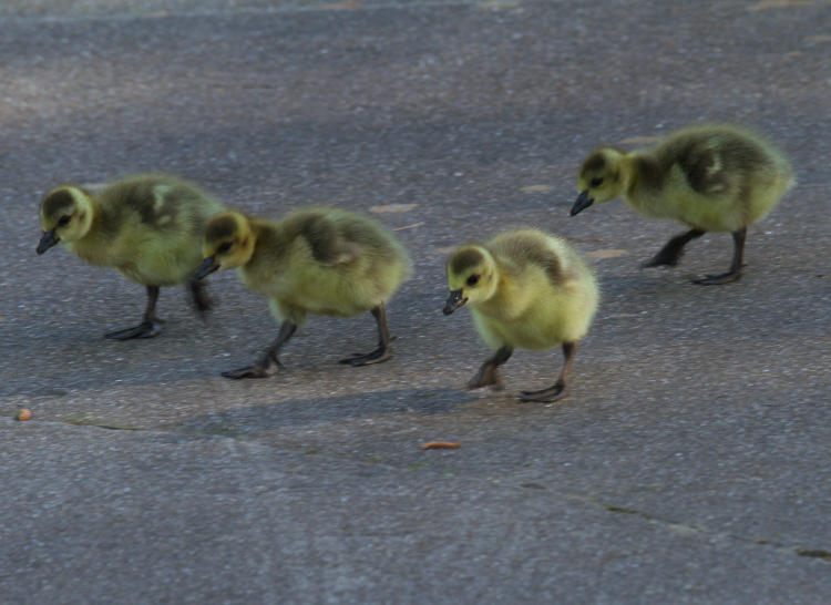 four Canada goose Branta canadensis goslings foraging across a driveway