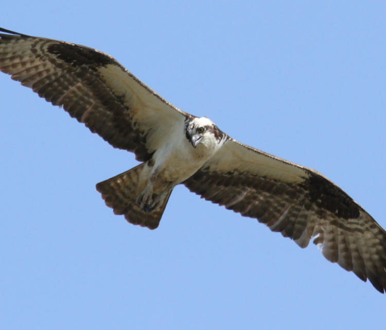 osprey Pandion haliaetus cruising for food, maybe