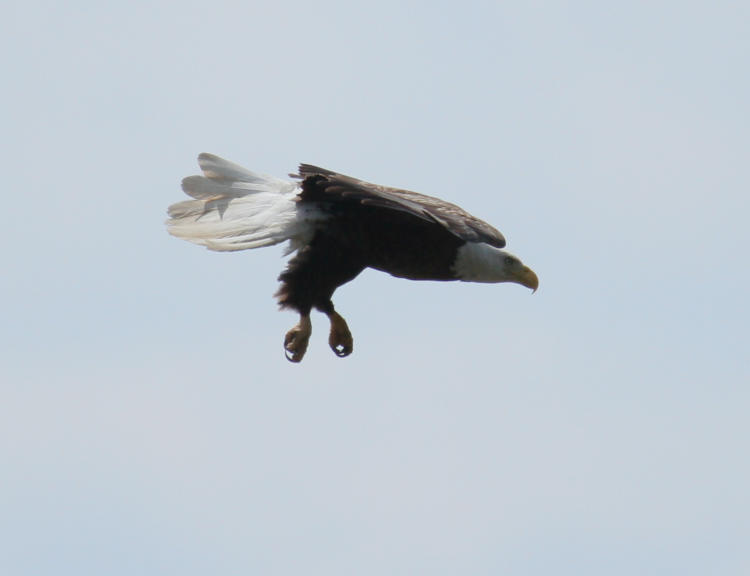 adult bald eagle Haliaeetus leucocephalus in shallow stoop