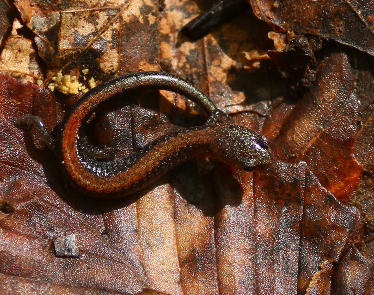 red-backed salamander Plethodon cinereus exposed from under rotting log