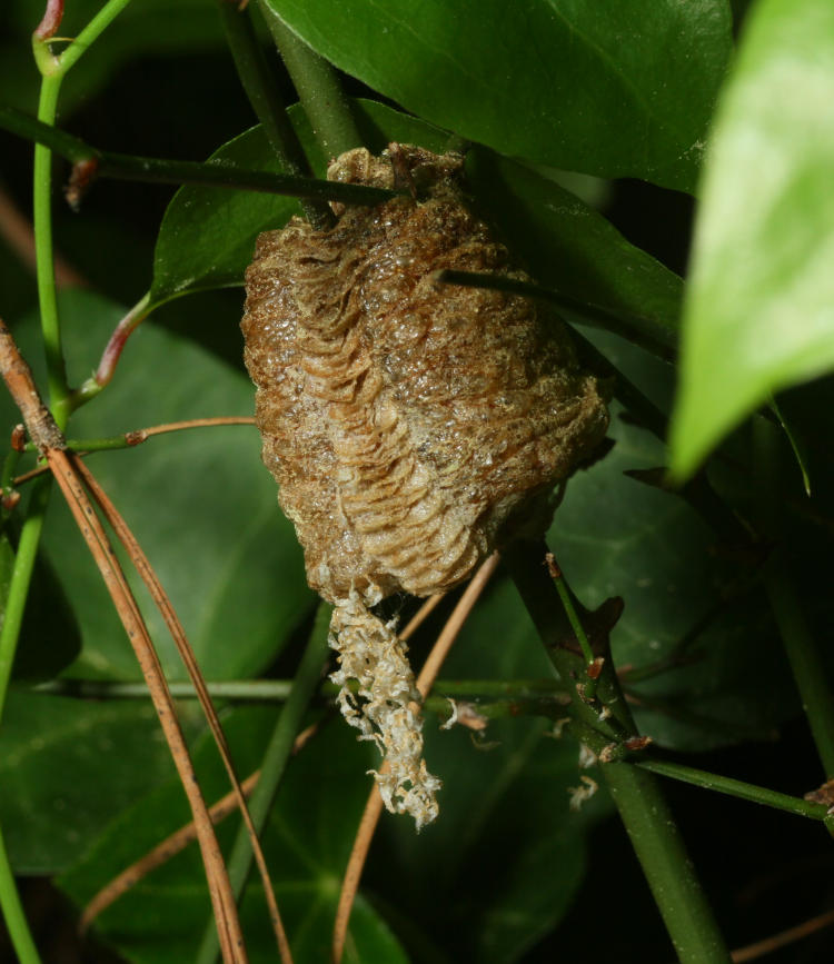 recently hatched egg sac ootheca of Chinese mantis Tenodera sinensis showing 'chaff'