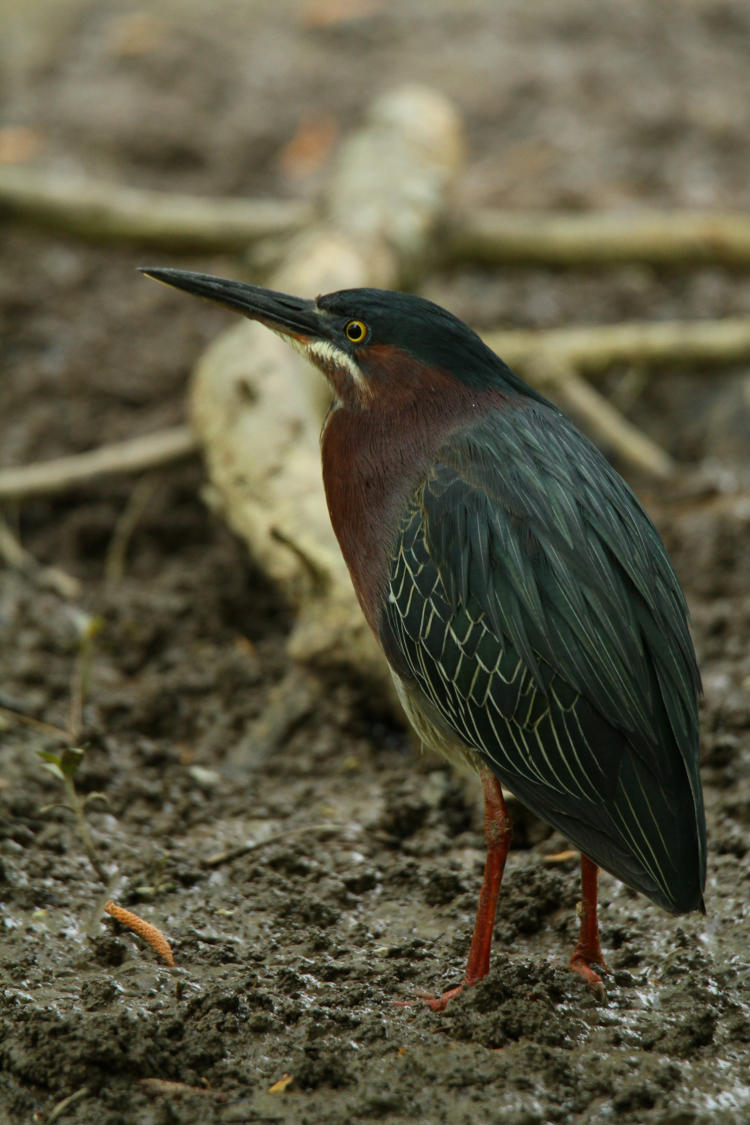 green heron Butorides virescens holding still