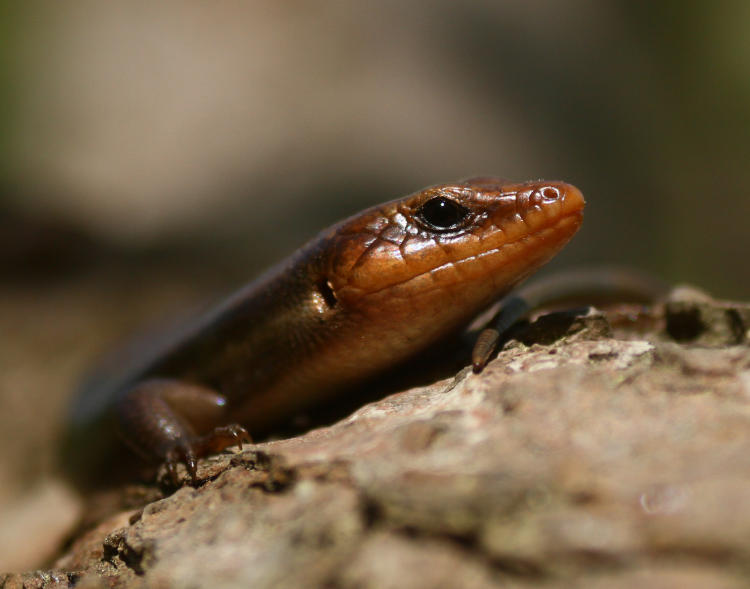 male American five-lined skink Plestiodon fasciatus inset