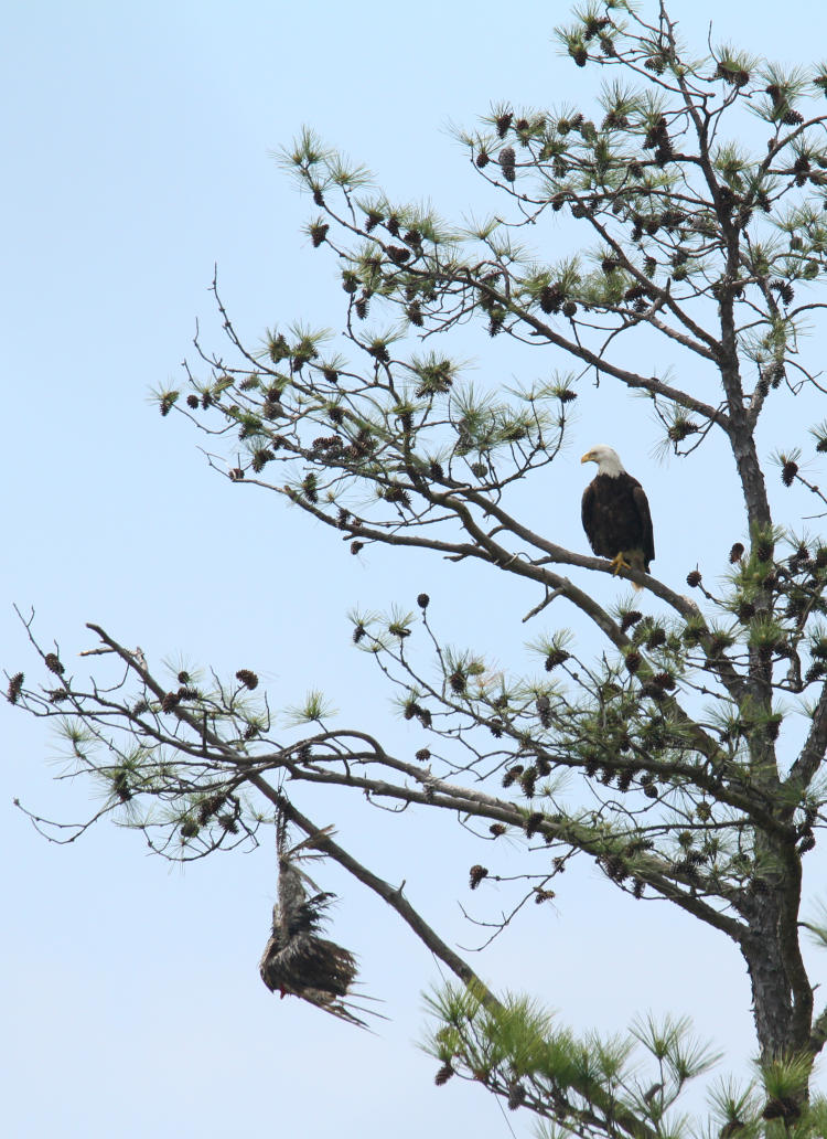 bald eagle Haliaeetus leucocephalus perched in tree next to vulture effigy