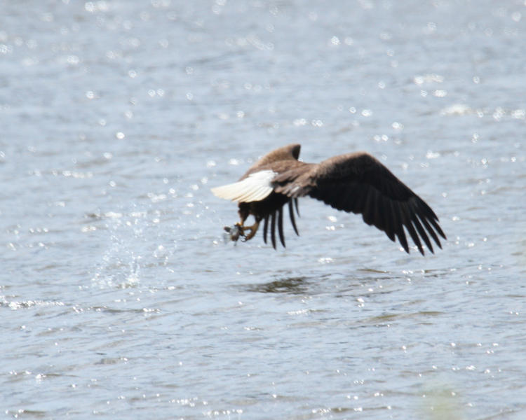 adult bald eagle Haliaeetus leucocephalus, snagging fish and heading out