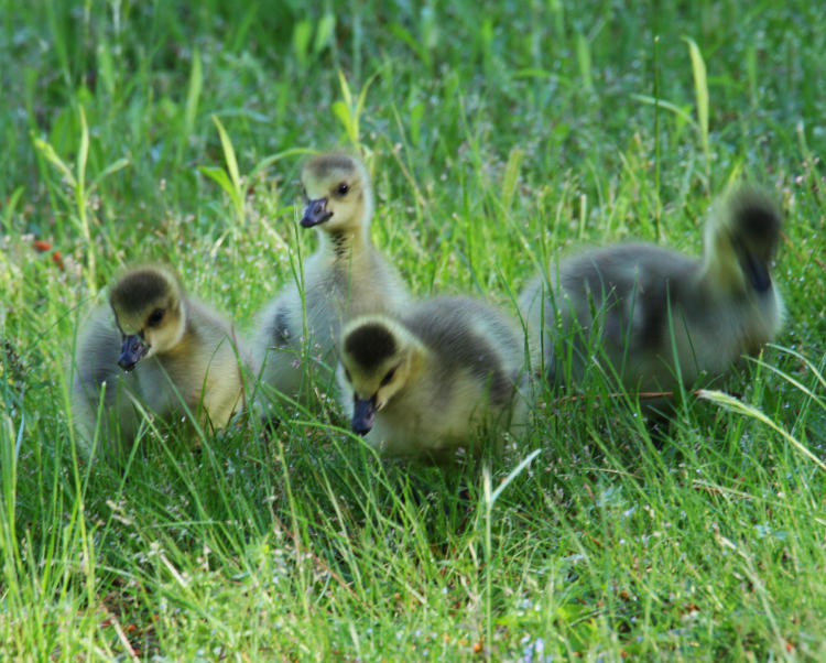 four Canada goose Branta canadensis goslings foraging in grass