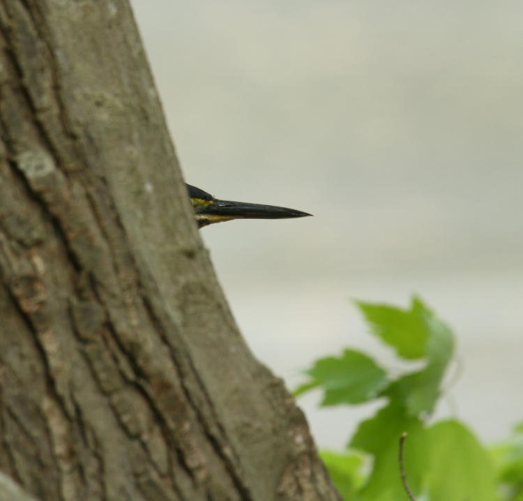 green heron Butorides virescens barely peeking from behind trunk