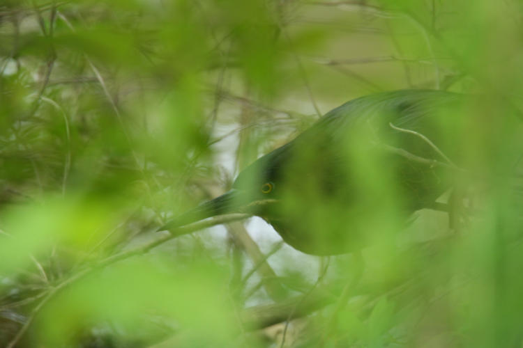 green heron Butorides virescens foraging along shore almost obscured by leaves