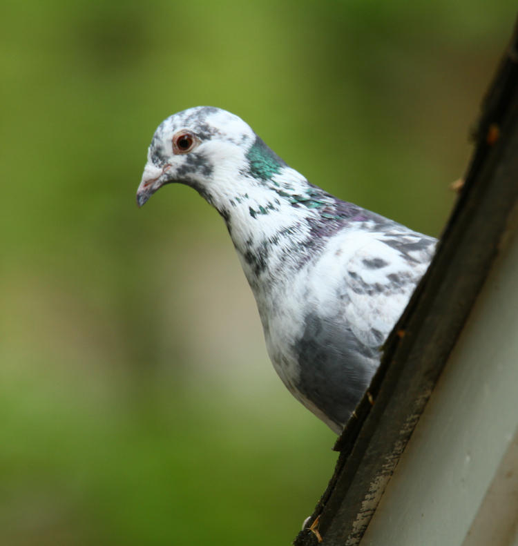 piebald rock dove common pigeon Columba livia atop shed at Walkabout Estates