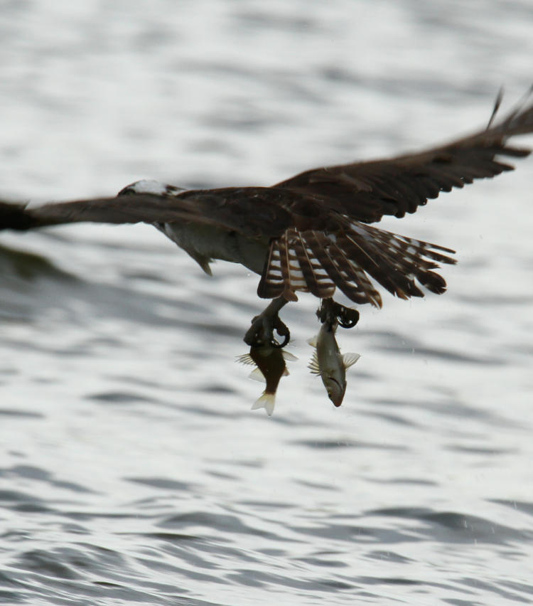 osprey Pandion haliaetus flying off with fish in either talon