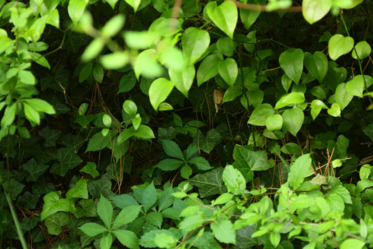 egg sac ootheca of Chinese mantis Tenodera sinensis lurking deep within foliage