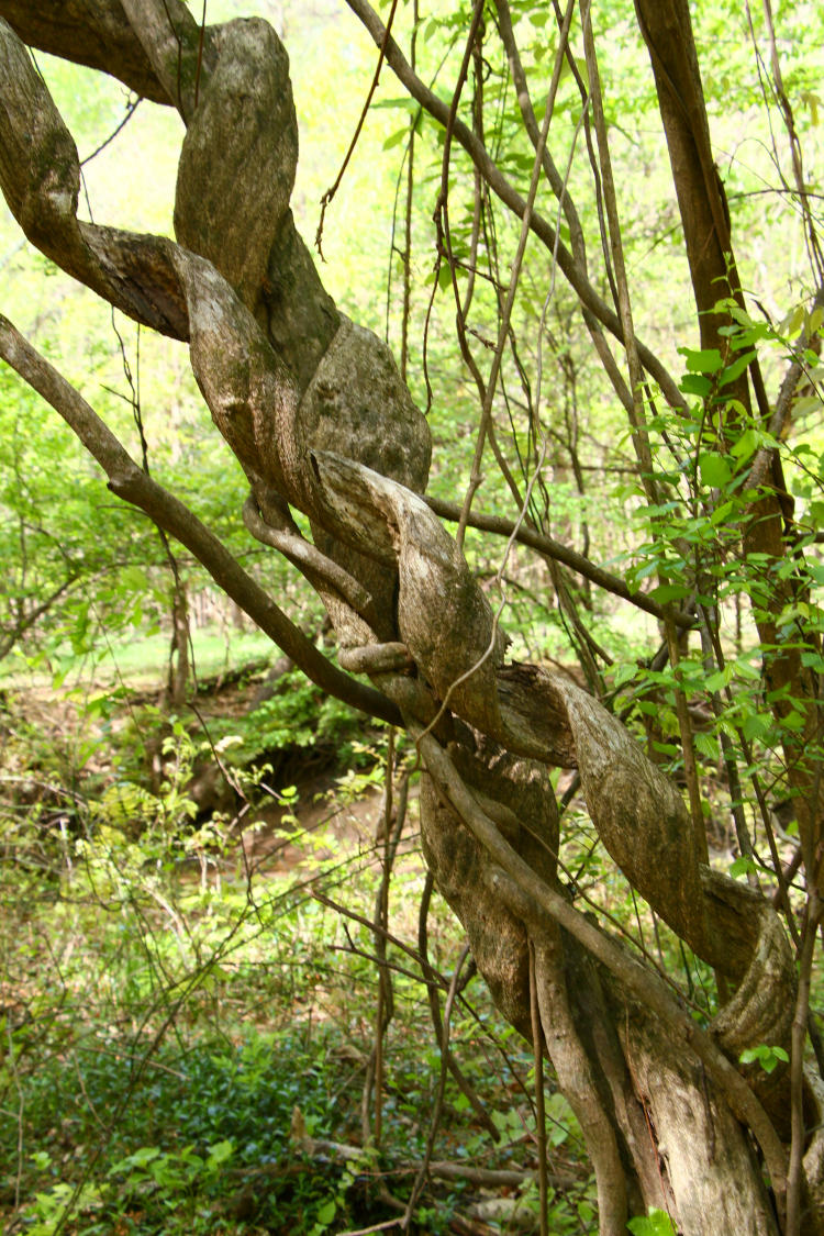 unidentified thick vines or saplings growing in helix shapes