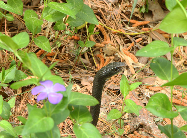 black racer Coluber constrictor peeking out from vinca plants