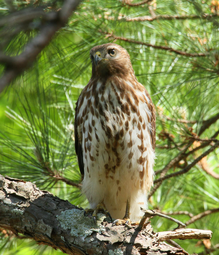 juvenile red-shouldered hawk Buteo lineatus in good view