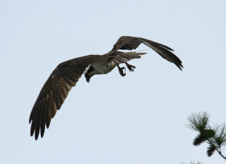 osprey Pandion haliaetus descending in stoop