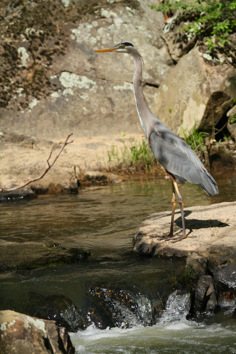 great blue heron Ardea herodias not looking gorged at all