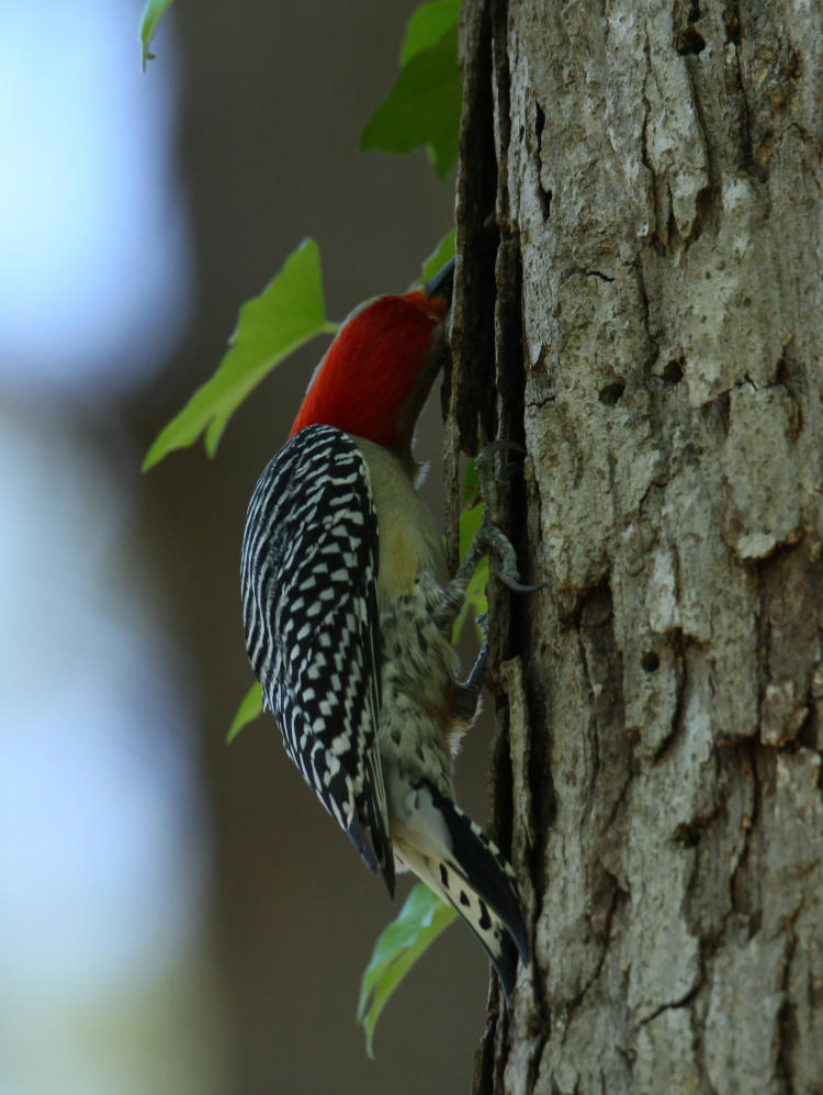 male red-bellied woodpecker Melanerpes carolinus peering under bark of oak tree