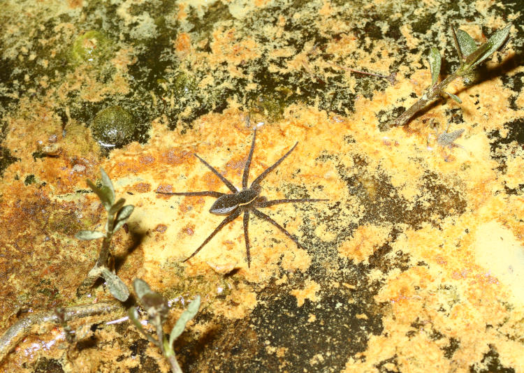 six spotted fishing spider Dolomedes triton sitting atop water surface stained heavily with pine pollen