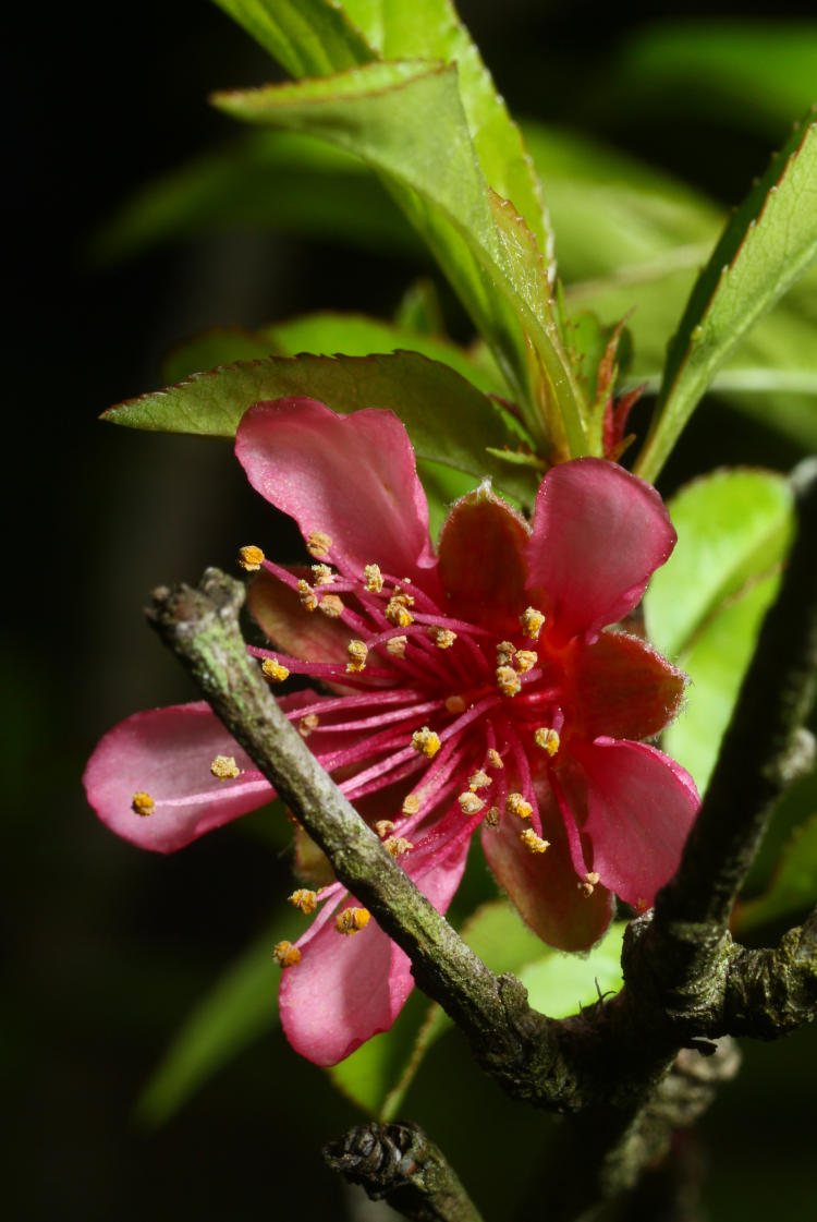 blossom on almond tree