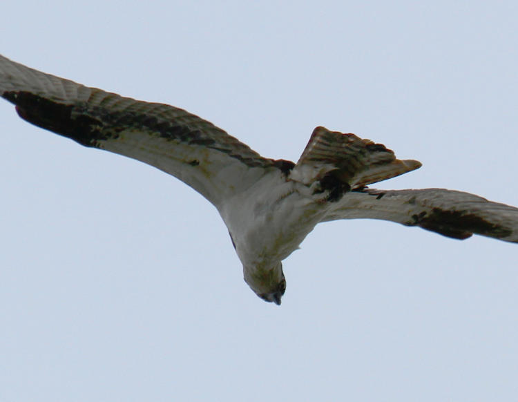 osprey Pandion haliaetus overhead and potentially looking down and back at photographer