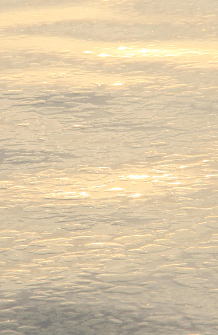 pine pollen floating in Jordan Lake at sunset