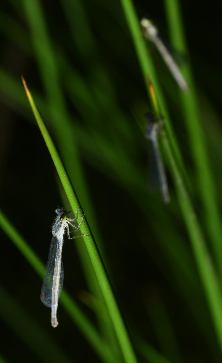 damselflies sleeping on thin reeds