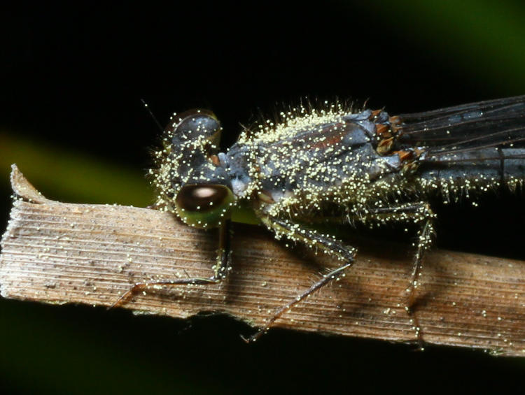 damselfly possibly female eastern forktail Ischnura verticalis in closeup