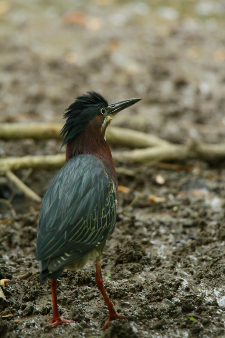 wary green heron Butorides virescens stepping away with crest raised