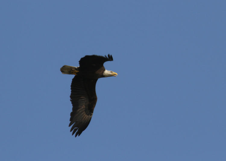 adult bald eagle Haliaeetus leucocephalus just flying