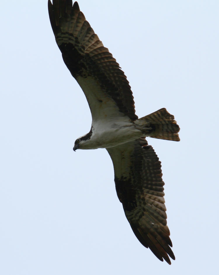 osprey Pandion haliaetus wheeling overhead