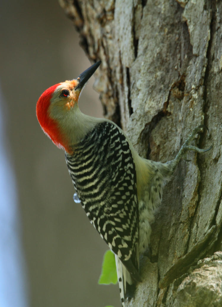 male red-bellied woodpecker Melanerpes carolinus on oak trunk